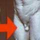 Illustration for article titled emGod of War III/ems Gigantic Titan Was Better Endowed Than You Might Think